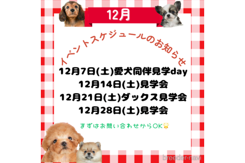 成約済の茨城県のポメチワ:ポメラニアン×チワワ-346548の4枚目